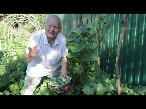 Видео: Почему у меня на севере все плодоносит раньше чем на юге и нет болезней? Не кормлю химией!