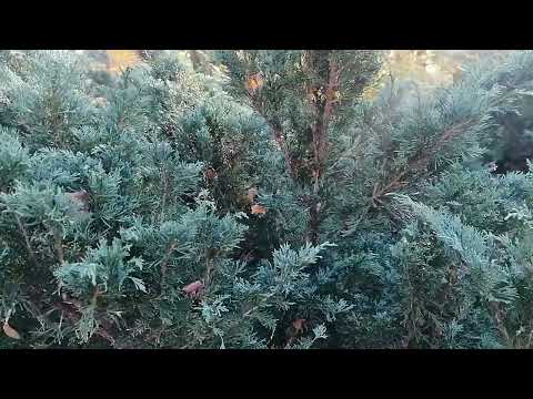 Видео: Можжевельник Саржента (Juniperus sargentii)