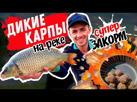 Видео: Рыбалка на фидер! Дикий карп на реке Свислочь. Тактика закорма. Как ловить карпа на реке?