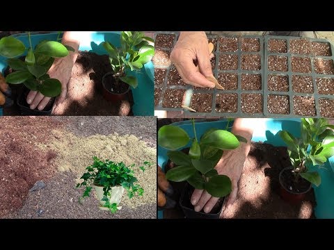 Видео: Большая пересадка комнатных растений.  Хорошие дни для пересадки!