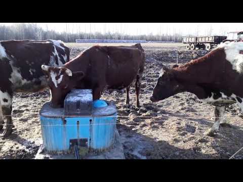 Видео: Поилки в мороз