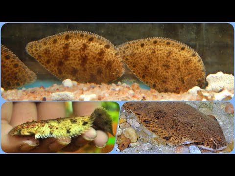 Видео: Аквариумная рыбка Камбала Пресноводная Содержание разведение совместимость Брахируса Харманди