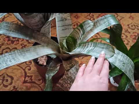 Видео: Мои бромелии🌱🌸🍀