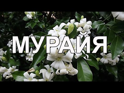 Видео: Мурайя Пересадка Уход Ошибки Как Цветёт