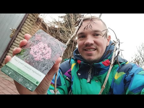 Видео: Саджаємо бузину! Sambuca nigra Cherry Lace