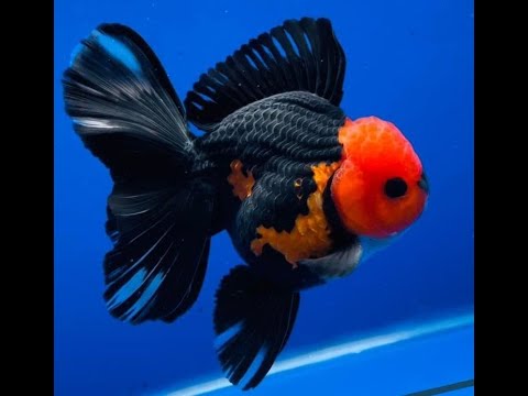 Видео: Будни очень крутого аквариумиста