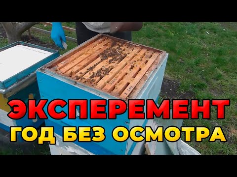 Видео: Пасека год без осмотра пчеловода. Результаты моего эксперимента.