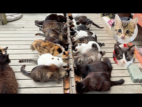 Видео: 200 Кошек и Милых Котят!? Я Остановился на Самом Пушистом и Милом Кошачьем Острове Японии🐈