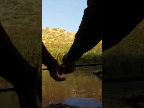 Видео: Сазан 2.5кг Янгиюль куркульдюк