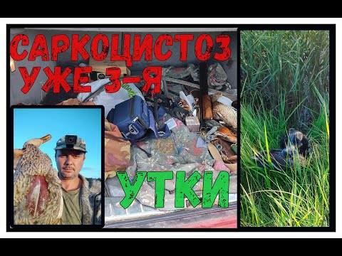 Видео: Охота на УТКУ.3-й выход и 3-я больная САРКОЦИСТОЗОМ.Начало не обнадёживает.