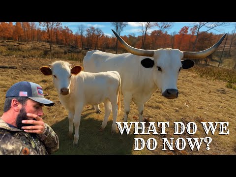 Видео: У телицы осталось 48 часов… Нам нужно вмешаться