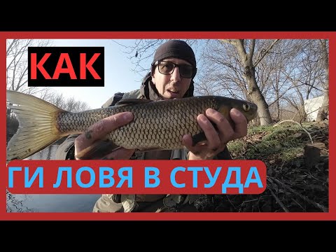 Видео: КАК ЛОВЯ КЕФАЛИ В СТУДА
