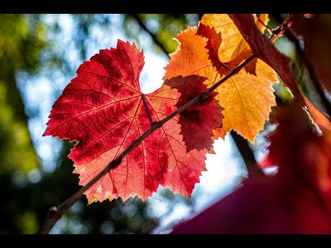 Видео: October for Aries, Taurus, Gemini, Cancer, Leo, Virgo / Октомври за Овен, Телец, Близнаци, Рак, др.