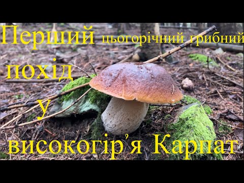 Видео: Перший цьогорічний грибний похід у високогірʼя Карпат