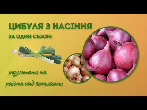 Видео: Цибуля з насіння за один сезон: результат