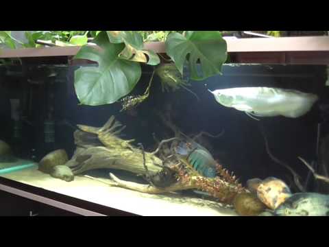 Видео: Арована (содержание)