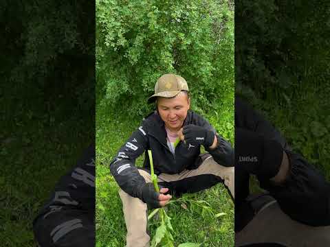 Видео: Жайлоо сезон / Алай району