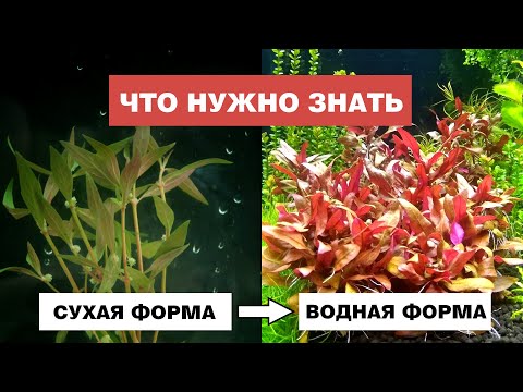 Видео: Все секреты перевода растений в подводную форму