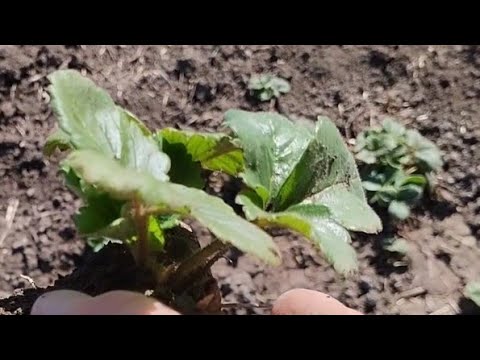 Видео: Пересадка клубники осенью .