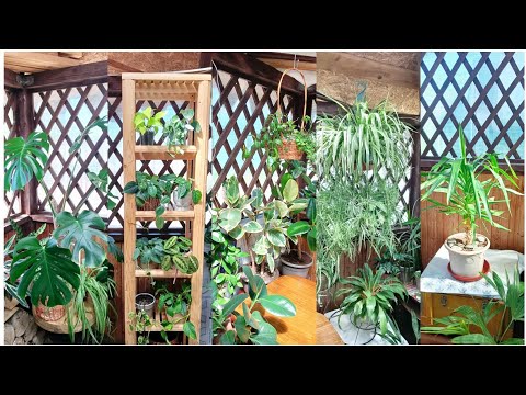 Видео: Мои маленькие джунгли из домашних цветов на Распаковка посылки с новыми растениями.