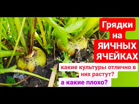 Видео: Какие культуры РАСТУТ в ЯИЧНЫХ ЯЧЕЙКАХ? А какие НЕЛЬЗЯ в них ВЫРАСТИТЬ? ДАЧА УДАЧИ