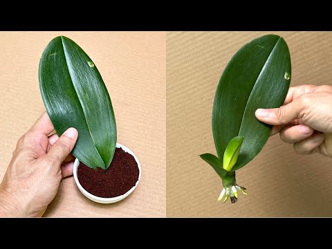Видео: Как быстро укоренить орхидеи с помощью кофейной гущи