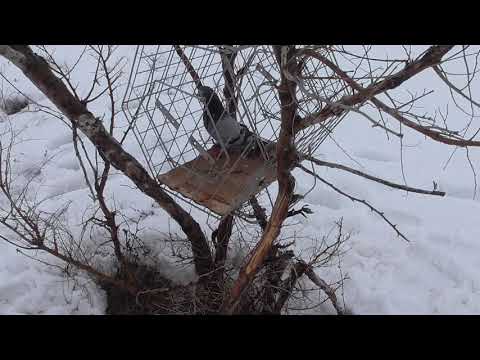 Видео: Ребята поймали Ястреба который ловил их голубей