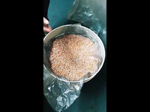 Видео: Хөрсгүйгээр ногоон тэжээл хэрхэн тарих вэ? заавар зөвлөгөө🐴🐄🐐🐑