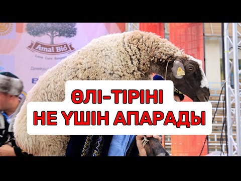 Видео: Үйленгенде «өлі-тірі» апарудың сыры неде
