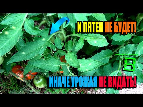 Видео: ПРОСТЫЕ СПОСОБЫ БОРЬБЫ С БОЛЕЗНЯМИ ТОМАТОВ (КЛАДОСПОРИОЗ И ФИТОФТОРА). ЭКО-САД ВЫХОДНОГО ДНЯ 23-22