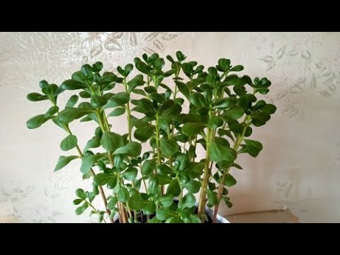 Видео: Как вырастить портулак на подоконнике