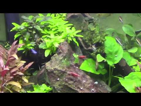 Видео: КРЕВЕТОЧНИК новости март 2020. Green Gade, молодые кристаллы. Параметры воды в нано аквариуме.