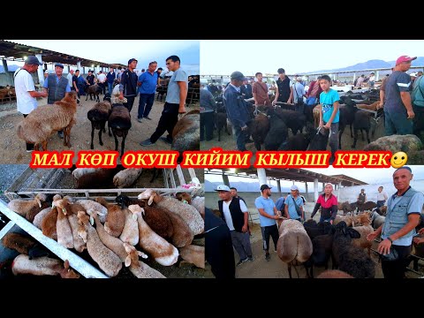 Видео: Галмион малБазары мал өтө көп мектеп ачылышына сатуучу көп.#кадамжаймедиа #kg #малбазар 