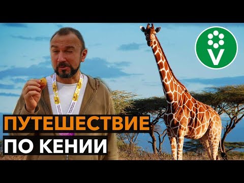 Видео: Забытый способ борьбы с болезнями, который все еще применяют в Африке