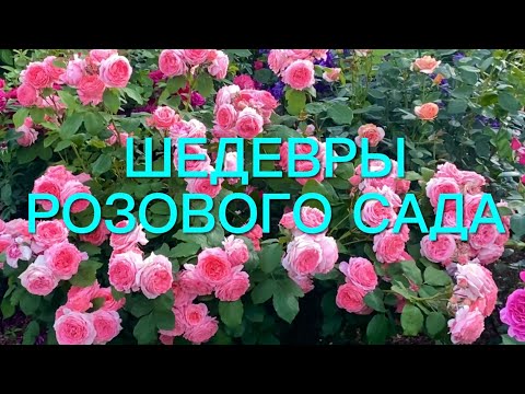 Видео: Розы. Сад моей мечты. Наслаждаемся цветением роз. Как они сейчас хороши. Часть 2.🌹🌹🌹