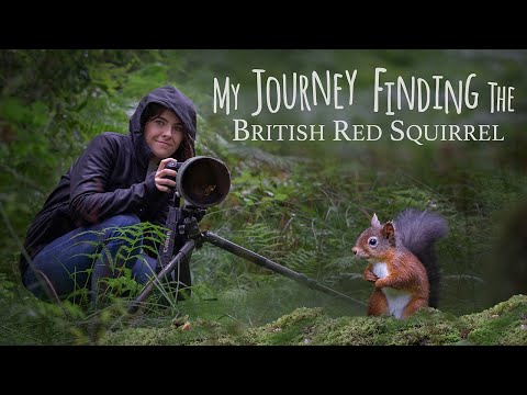 Видео: Моё путешествие в поисках британской рыжей белки — Озёрный край, Англия