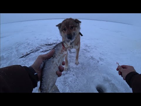 Видео: АДРЕНАЛИН! СИГОВЫЙ ОТРЫВ! Кто ищет, тот обязательно найдёт!