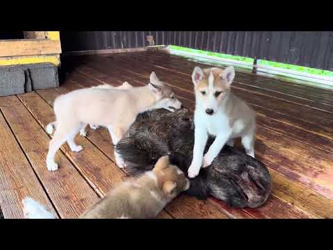 Видео: Волэнды знакомятся с ЛОСЕМ. 