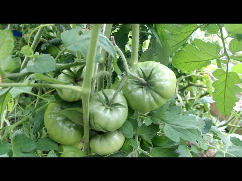 Видео: ЧТО ТВОРИТСЯ В ТЕПЛИЦЕ С ТОМАТАМИ И ОГУРЦАМИ. ПРО САЖЕНЦЫ. 08.07.20