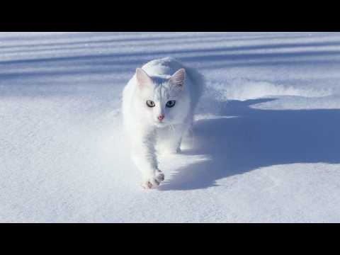 Видео: Почему белые кошки часто глухие. Секрет белой полярной совы. Всё о белых животных и птицах