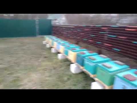 Видео: Когда надо наращивать пчёл в Зиму#изоляцияматок#малыхин#пчеловодство#пасека#пчёлы