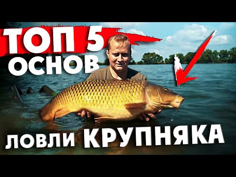 Видео: 🔥Как ЛОВИТЬ только КРУПНЫХ КАРПОВ? ТОП 5 СЕКРЕТОВ-СОВЕТОВ как УКРУПНИТЬ РЫБУ от ПУГАЧА! Карп на ФЛЭТ