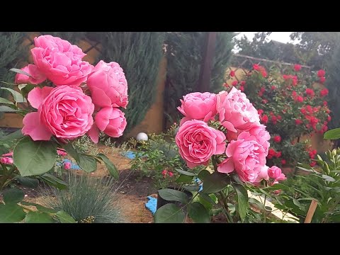 Видео: 💕Сильные  неприхотливые розы Леонардо да Винчи, Колоссаль Мейян, Динки, Еден роуз, Манстед Вуд.