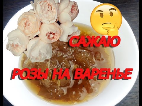Видео: Сажаю  РОЗЫ на  ВАРЕНЬЕ  эфиро масличные розы  из питомника ПОЛИНЫ Козловой