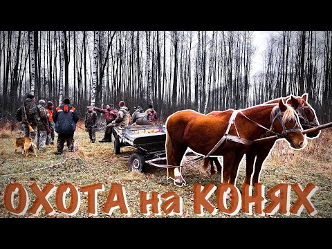 Видео: ОХОТА на КОНЯХ.
