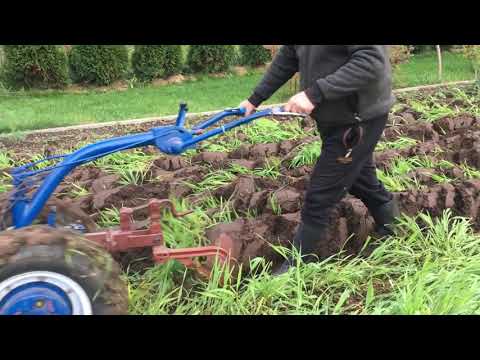 Видео: Мотоблок МТЗ. Запоздалая вспашка не помеха.