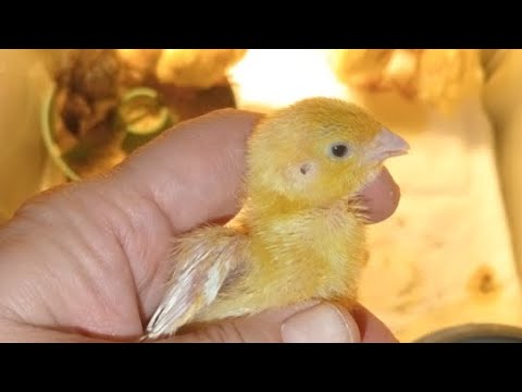Видео: Перепелята в квартире опять в прямом эфире! 🤯🐥🐣