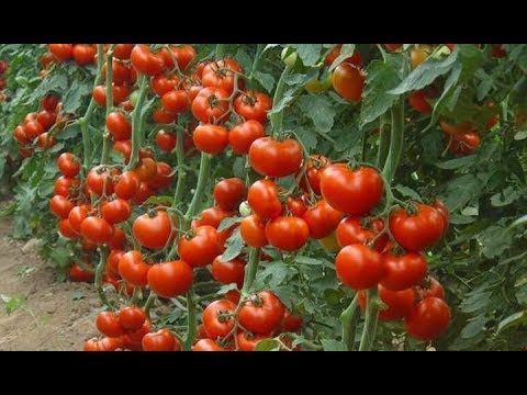 Видео: ФИТОФТОРЫ И ВРЕДИТЕЛЕЙ БОЛЬШЕ НЕ БУДЕТ!ЕСТЬ ТАКОЕ СРЕДСТВО!!!