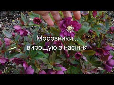 Видео: Чемерники.Морозники з насіння.Пересаджування з відкритого грунту в касету.Підсніжники.