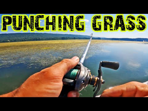 Видео: ПРОБИВАЕМ ТРАВЯНЫЕ КОВРЫ НА ОЗЕРЕ ГАНТЕРСВИЛЬ ДЛЯ ПОЛУЧЕНИЯ МОЩНОГО ОКУНЯ!